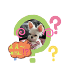 可愛いチワワちゃんの日常（個別スタンプ：18）