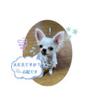 可愛いチワワちゃんの日常（個別スタンプ：23）