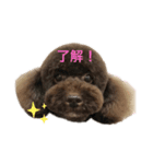 安田のトイプードル達（個別スタンプ：1）
