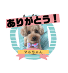 足もみ屋さんの癒し犬まるちゃんです♪（個別スタンプ：2）