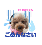 足もみ屋さんの癒し犬まるちゃんです♪（個別スタンプ：3）