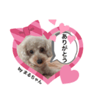 足もみ屋さんの癒し犬まるちゃんです♪（個別スタンプ：4）