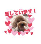 足もみ屋さんの癒し犬まるちゃんです♪（個別スタンプ：6）