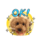 足もみ屋さんの癒し犬まるちゃんです♪（個別スタンプ：7）