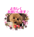 足もみ屋さんの癒し犬まるちゃんです♪（個別スタンプ：8）