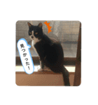 家のハナちゃん（個別スタンプ：5）