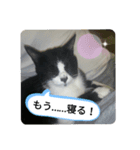 家のハナちゃん（個別スタンプ：6）