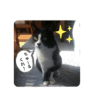 家のハナちゃん（個別スタンプ：8）