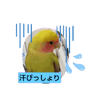 kawafamily27（個別スタンプ：11）