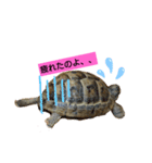 気ままなリクガメ（個別スタンプ：2）