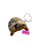 気ままなリクガメ（個別スタンプ：5）