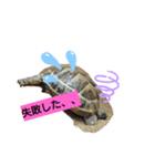 気ままなリクガメ（個別スタンプ：6）