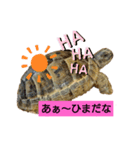 気ままなリクガメ（個別スタンプ：8）