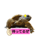 気ままなリクガメ（個別スタンプ：9）