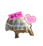気ままなリクガメ（個別スタンプ：10）