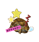気ままなリクガメ（個別スタンプ：11）