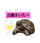 気ままなリクガメ（個別スタンプ：12）