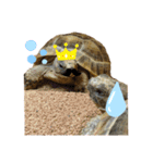 気ままなリクガメ（個別スタンプ：13）