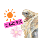 気ままなリクガメ（個別スタンプ：14）