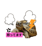 気ままなリクガメ（個別スタンプ：15）