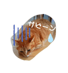 茶トラのケンタ（個別スタンプ：2）