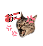 ティンとジャム（個別スタンプ：6）