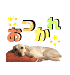 ティンとジャム（個別スタンプ：7）