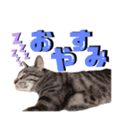 ティンとジャム（個別スタンプ：9）