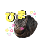 ティンとジャム（個別スタンプ：15）
