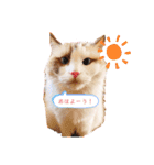 うちのペット！（個別スタンプ：2）