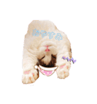 うちのペット！（個別スタンプ：3）
