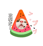 うちのペット！（個別スタンプ：11）