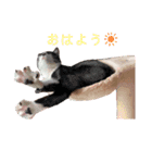 悠馬ときどき猫スタンプ（個別スタンプ：3）