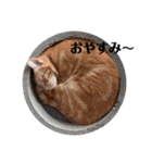 悠馬ときどき猫スタンプ（個別スタンプ：6）