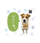 こむぽんスタンプ（1）（個別スタンプ：3）