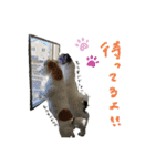 こむぽんスタンプ（1）（個別スタンプ：13）