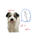 こむぽんスタンプ（1）（個別スタンプ：16）