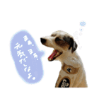 こむぽんスタンプ（1）（個別スタンプ：30）