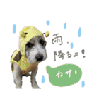 こむぽんスタンプ（1）（個別スタンプ：36）