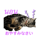 ねこの気持ち5 5 5（個別スタンプ：2）