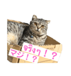 ねこの気持ち5 5 5（個別スタンプ：5）