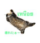 ねこの気持ち5 5 5（個別スタンプ：6）