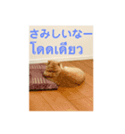 ねこの気持ち5 5 5（個別スタンプ：7）