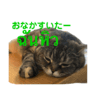 ねこの気持ち5 5 5（個別スタンプ：8）