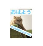 ねこの気持ち5 5 5（個別スタンプ：9）