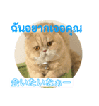 ねこの気持ち5 5 5（個別スタンプ：10）