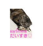 ねこの気持ち5 5 5（個別スタンプ：11）