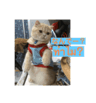 ねこの気持ち5 5 5（個別スタンプ：13）