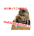 ねこの気持ち5 5 5（個別スタンプ：14）