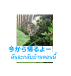 ねこの気持ち5 5 5（個別スタンプ：15）